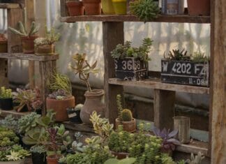 Kwiaty biurowe przy grzejniku: czemu więdną