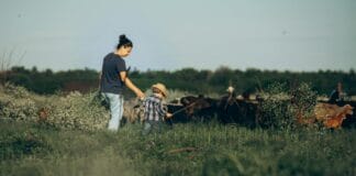 Mama z dzieckiem pasą kozy na zielonej łące na wsi pod Kłodzkiem
